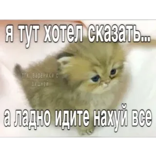 🤗 8adc029a я тут хотел сказать...
а ладно идите нахуй все котёнок, кот, оскорбительный, русский, мем, животное telegram sticker