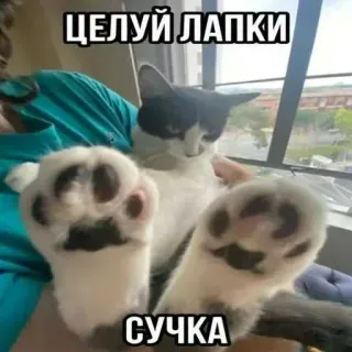 😏 cce45ee9 ЦЕЛУЙ ЛАПКИ
СУЧКА кот, лапки, обидный, русский, мем, животное, домашнее животное telegram sticker