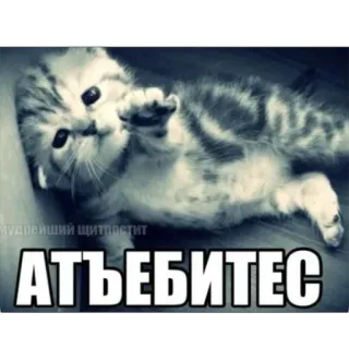 🤨 cef10790 АТЪЕБИТЕС кот, котёнок, обидный, русский telegram sticker