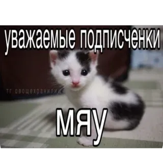 😊 d0e6917b уважаемые подписчики
мяу кот, котенок, мяу, милый, питомец, животное, русский telegram sticker
