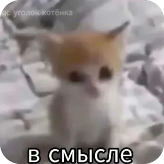 😰 d2fd7dd7 В СМЫСЛЕ котёнок, кошка, милый, животное, мем telegram sticker