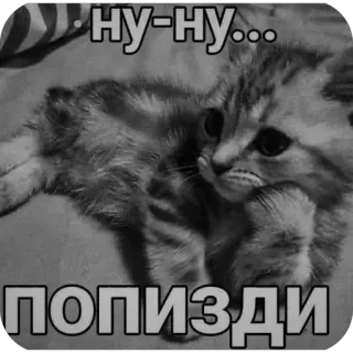 😉 d336866a ну-ну...ПОПИЗДИ кот, котёнок, русский, смешной, мем telegram sticker