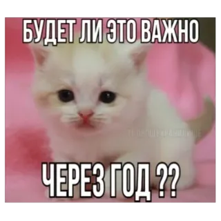😞 db079efe БУДЕТ ЛИ ЭТО ВАЖНО
ЧЕРЕЗ ГОД ?? кот, котенок, мем, русский, смешной, вопрос telegram sticker