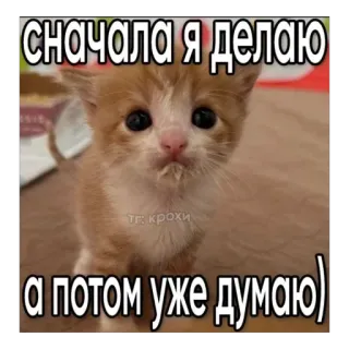 🥰 e31fbeac сначала я делаю
а потом уже думаю) котёнок, мем, кот, милый, смешной, юмор telegram sticker