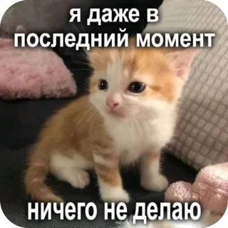😎 e8e4dce7 Я даже в последний момент ничего не делаю кошка, котенок, животное, милый, мем telegram sticker