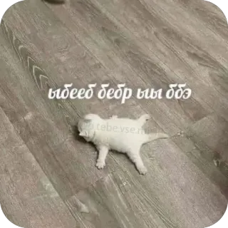 😓 f388433a ыыбееб бебр ыы ббэ кот, котенок, лежа, смешной, мем, животное telegram sticker