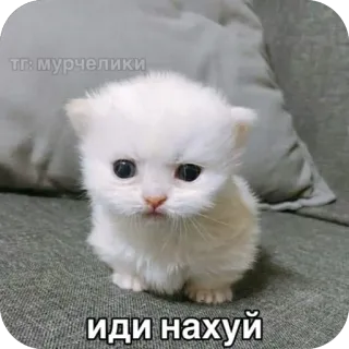 😒 f9b6e121 иди нахуй котёнок, милый, кот, белый, мем telegram sticker
