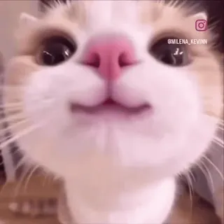 🤩 057756fb @milena_kevinn chat, mignon, animal de compagnie, animal, chaton, chat domestique, félin whatsapp sticker