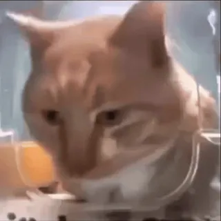 😞 17a502a1 chat, animal, orange, animal domestique, animal de compagnie, mammifère whatsapp sticker