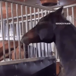 🤩 439bb6b2 @BRONZOVIYKABAN cheval, écurie, animal, instagram, bronze, cabane whatsapp sticker