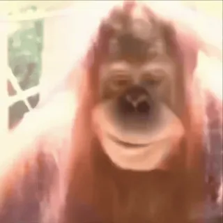 😏 61c2f3b8 Orang-outan, Singe, Animal, Primate, Mammifère whatsapp sticker