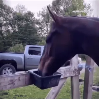 🤩 6e802113 cheval, animal, nature, ferme, boire whatsapp sticker