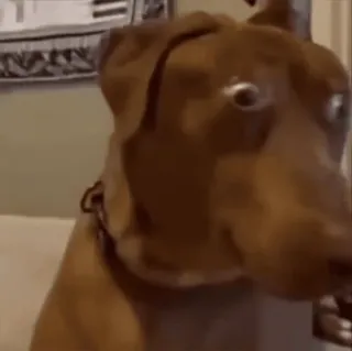 🤩 888f8a2d chien, animal de compagnie, animal, chien marron, tête de chien whatsapp sticker