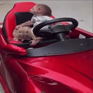 🤩 92622f70 animal, voiture, chien de prairie, bébé, rouge, véhicule, animal de compagnie whatsapp sticker