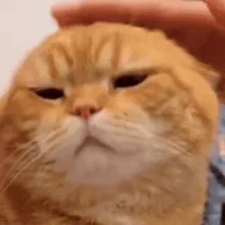 🤩 0459ab77 chat, animal de compagnie, mignon, animal, chat domestique, caresse, poilu telegram sticker