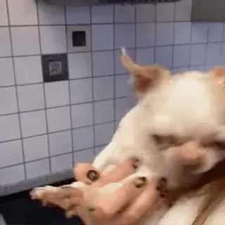 🤩 0cec57ce chien, animal, animal de compagnie, mignon, chihuahua, petit chien telegram sticker