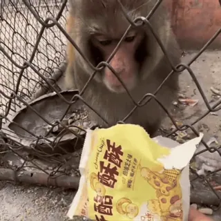 🤩 1a8755ed 酥酪酥 singe, goûter, nourriture, crackers telegram sticker