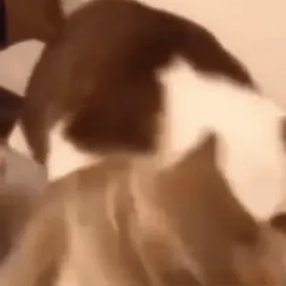 🤩 1bae3203 chien, animal, animal domestique, mammifère, animal de compagnie telegram sticker