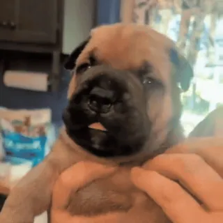 🤩 3d90000a chien, chiot, mignon, animal, animal de compagnie, adorable, jeune, canin telegram sticker