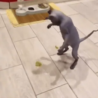 Больше стиков тут: @stikery4 telegram stickers