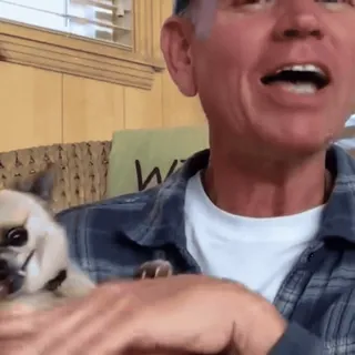 🤩 4643f039 chien, chihuahua, animal de compagnie, animal, homme, personne, mignon telegram sticker