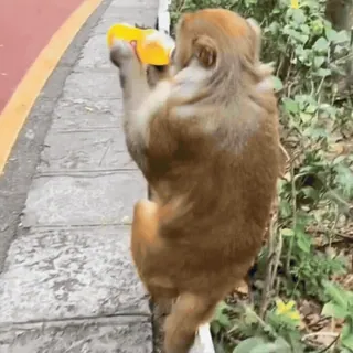 🤩 4c60395e singe, animal, canette jaune, extérieur, nature telegram sticker