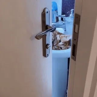 🤩 6bea512f chat, évier, salle de bain, porte, animal, mignon, animal de compagnie telegram sticker