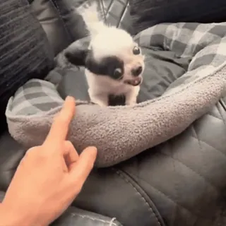 🤩 6fb7f677 chien, chiot, mignon, animal, animal de compagnie, petit chien telegram sticker