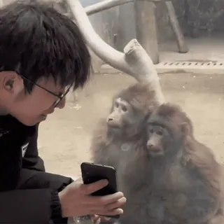 🤩 756b4293 singe, animaux, zoo, humain, téléphone, prendre photo telegram sticker