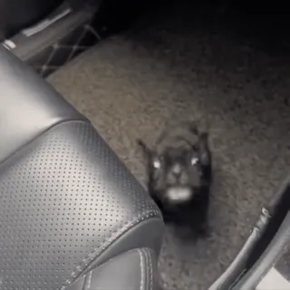 🤩 9184db65 telegram sticker