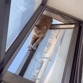 🤩 934adc17 chat, fenêtre, animal, animal de compagnie, étirement telegram sticker
