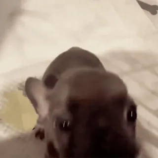 🤩 99884354 chien, chiot, animal, animal de compagnie, mignon telegram sticker