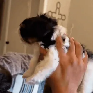 🤩 c56ef7ef chiot, chien, animal, animal de compagnie, mignon telegram sticker