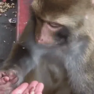 🤩 d62a35be singe, animal, faune, primate, grand singe, nature telegram sticker