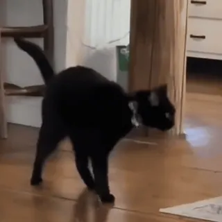 🤩 dbf1be8e chat noir, chat, animal, animal domestique, animal de compagnie telegram sticker