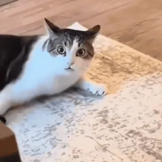 🤩 fc2f7e6f chat, félin, animal, animal de compagnie, animal domestique, mignon, tigré telegram sticker