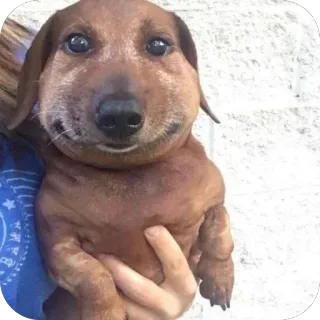 🫥 167dc56e chien, animal, mignon, teckel, animal de compagnie telegram sticker