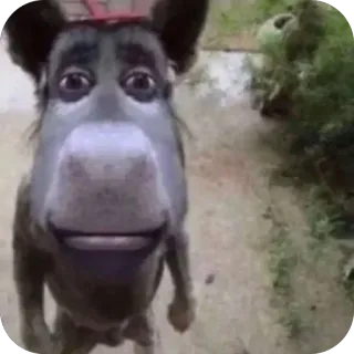 🫥 912ccf20 telegram sticker