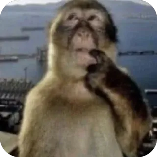 🫥 ef5ee298 singe, animal, réflexion, mignon, gibraltar, singe telegram sticker