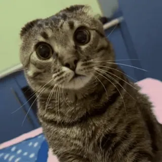 😳 08882b37 gato, animal, animal de estimação, Scottish Fold, fofo, animal doméstico, mamífero telegram sticker