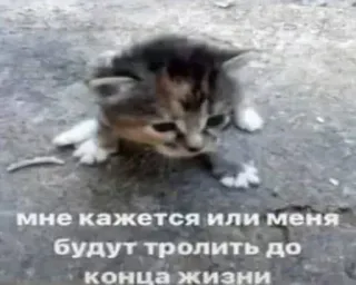 💀 0e5dd70c мне кажется или меня будут троллить до конца жизни gatinho, gato, trollagem, meme, russo, engraçado telegram sticker