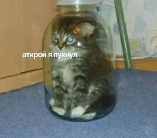 🐗 172204b6 открой я пукнул gato, gatinho, pote, engraçado, animal, animal de estimação telegram sticker