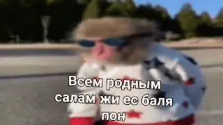 🌟 1d4cab6c Всем родным салам жи ес баля пон macaco, óculos de sol, engraçado, animal, inverno, chapéu telegram sticker