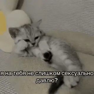 ❓ 38615eb5 я на тебя не слишком сексуально давлю? gato, fofo, meme, engraçado, gatinho telegram sticker