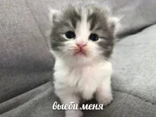 🥰 3b07ad64 выеби меня gatinho, gato, fofo, animal, animal de estimação telegram sticker