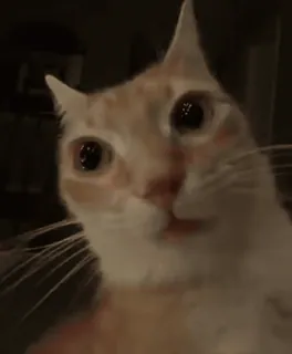 😡 55322128 gato, animal, animal de estimação, animal doméstico, gato doméstico, mamífero telegram sticker