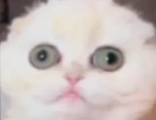 😳 56ddd6f3 gato, gatinho, fofo, animal de estimação, animal, branco, fofo, olhos telegram sticker