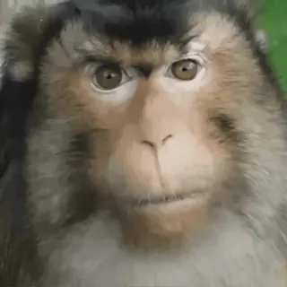 😤 81c810c9 macaco, animal, primata, meme, gorila, vida selvagem telegram sticker