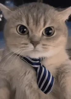 😡 aaed9aaa gato, gravata, negócios, animal, fofo, animal de estimação telegram sticker