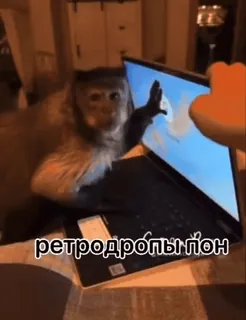🌟 af592afe ретродропыйон macaco, laptop, digitando, animal, retro, internet telegram sticker